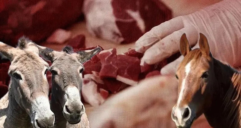 Vatandaşa at ve eşek eti yedirdiler!