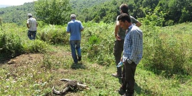 Ağva'da kan donduran hayvan katliamı
