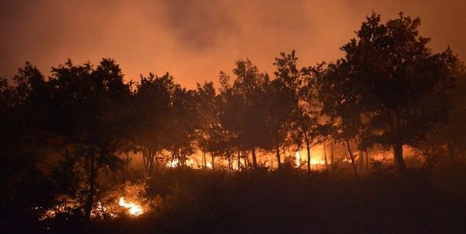 İzmir Bayındır'da orman yangını çıktı!