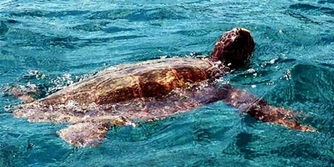 Bodrum'da caretta caretta dehşeti; 2 yaralı
