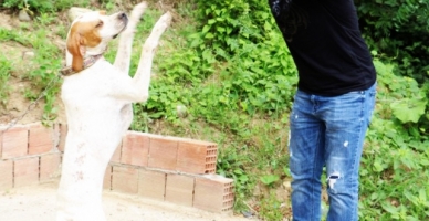 Kolbastı oynayan köpek 'Cesi'