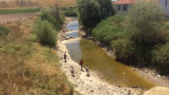 Sakarya nehri kurudu, binlerce balık öldü!