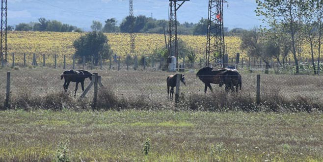 Silivri'de 'vahşi melez ırk' iddiası