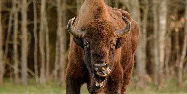 250 yıl sonra ilk kez görülen bizon öldürüldü