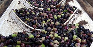Kazdağları'nın eteklerinde zeytin bolluğu