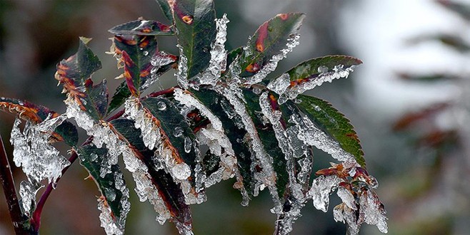 Meteoroloji'den 5 il için don uyarısı