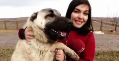 Muhabirin dev Kangal ile imtihanı