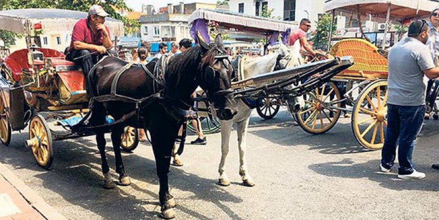 Adalar'daki atlara eziyet vicdanları kanatıyor