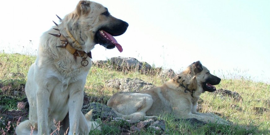 Dünya 'Kangal'ı kabul etti