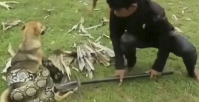 Kahraman çocuklar köpeği yılandan kurtardı