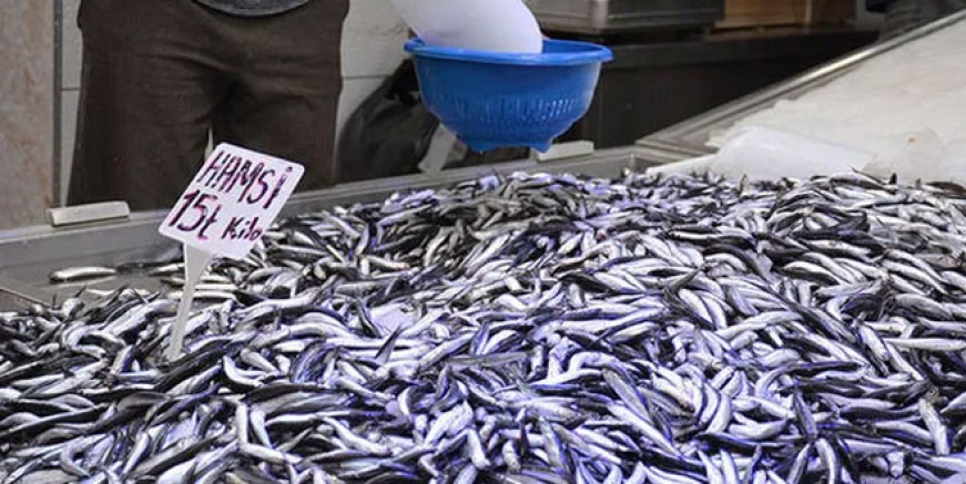 Karadeniz’de hamsi bereketi