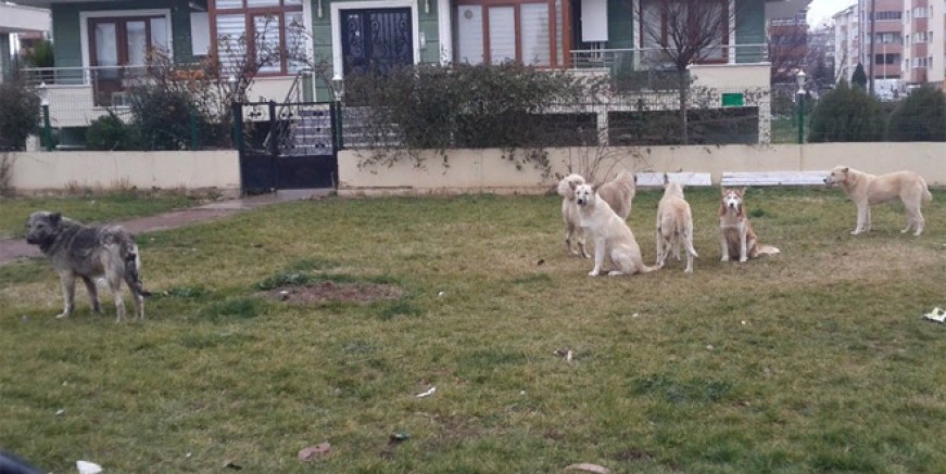 Kartal'ı başı boş köpekler istila etti