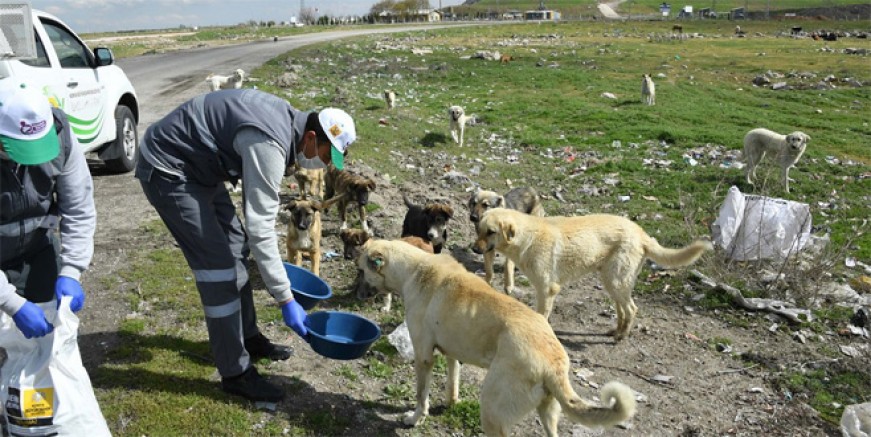 İçişleri Bakanlığı’ndan sokak hayvanları genelgesi