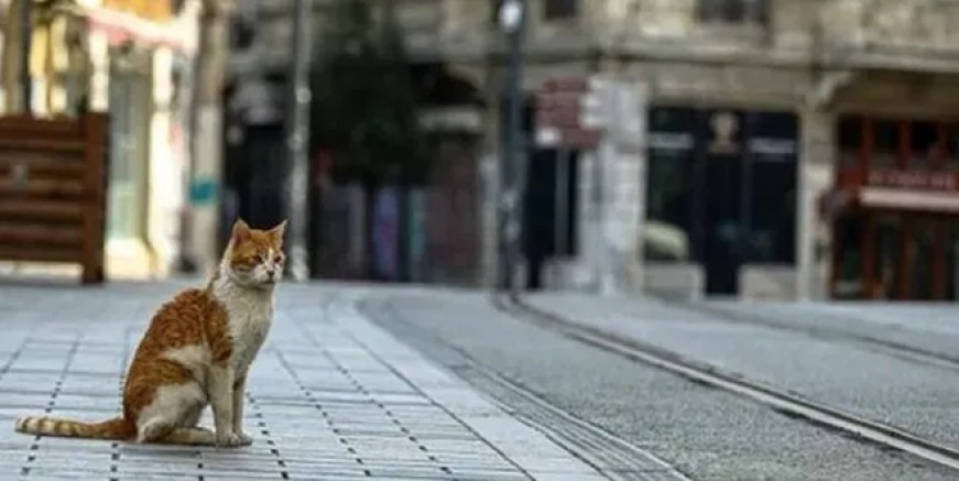 Kurban Bayramı'ndan yasak olacak mı?