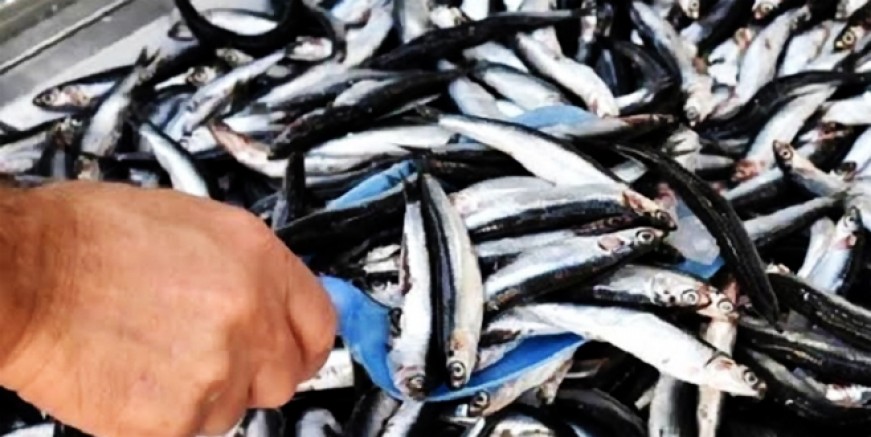 Karadeniz'de hamsi bolluğu