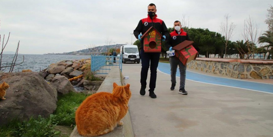 Kartal Belediyesi'nden kedilere sıcak yuva