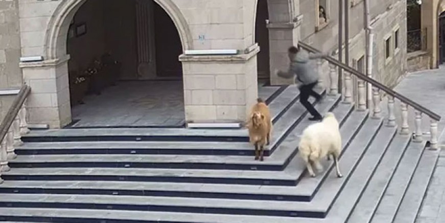 Koyunlar belediye binasını bastı!