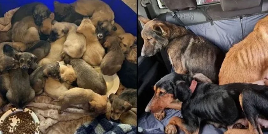 Pendik'te köpek katliamı