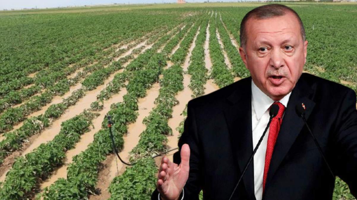 Elde kalan patates ve soğanlar vatandaşa dağıtılacak