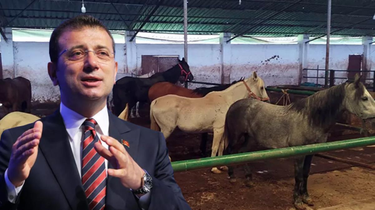 İBB'nin MHP'li belediyeye hibe ettiği atlar kayıp