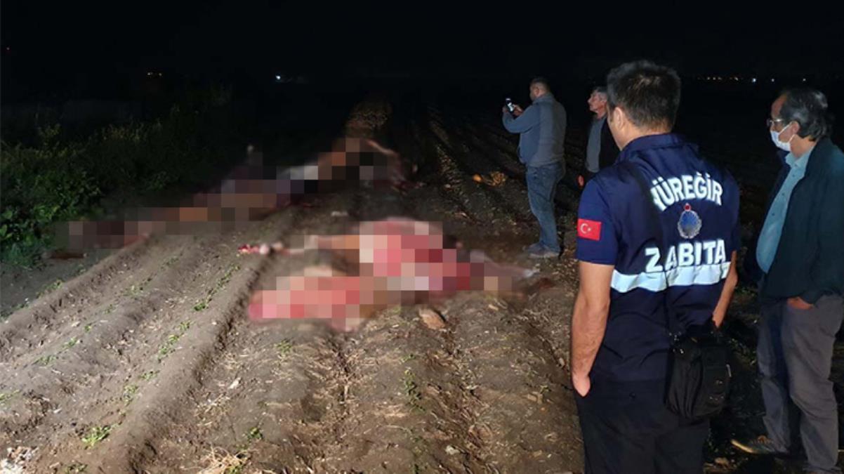 Adana'da başları kesilmiş 3 at bulundu