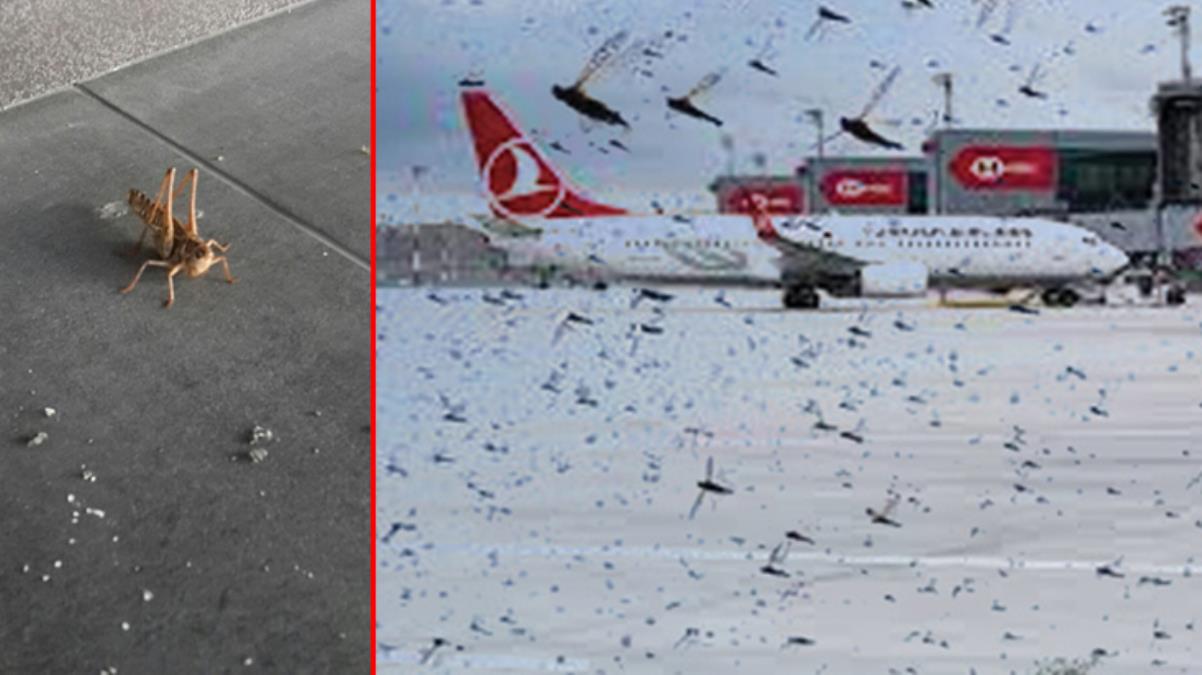 Binlerce çekirge İstanbul Havalimanı'nı istila etti!