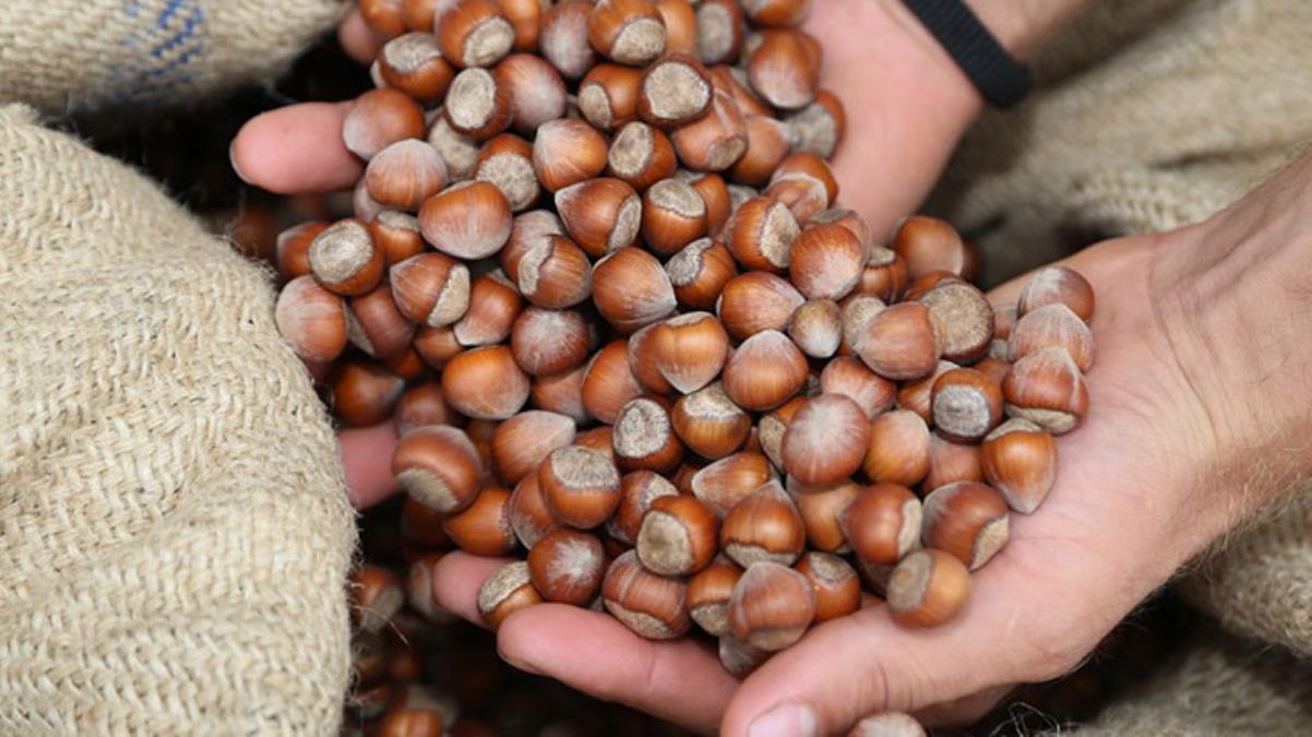 Fındık alım fiyatları açıklandı