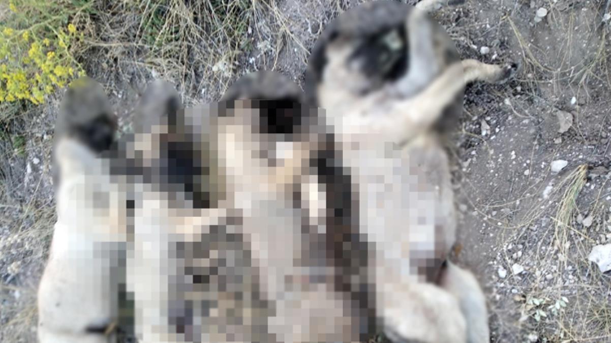 Ankara Ayaş'ta insanlık dışı görüntüler!