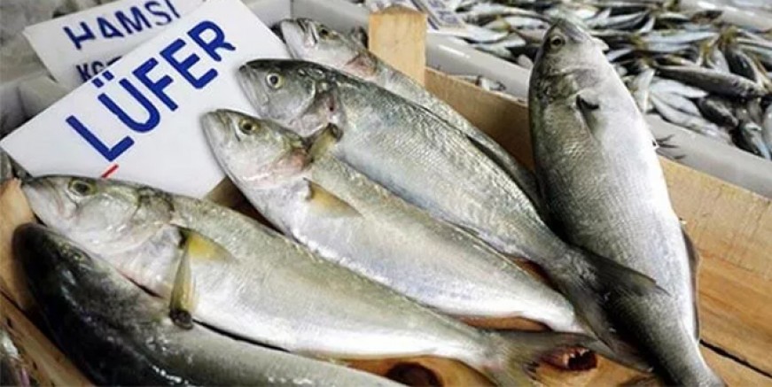 Marmara'da lüfer bereketi