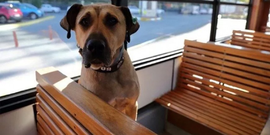 İş insanı Ömer Koç Boji'yi sahiplendi