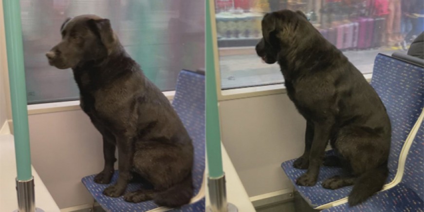 İstanbul'un yeni Boji'si tramvaya bindi