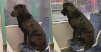 Soğuktan üşüyen köpek tramvaya bindi
