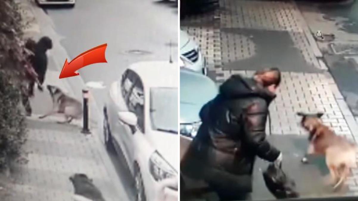 Maltepe'de başıboş köpekler mahallelinin kabusu oldu!