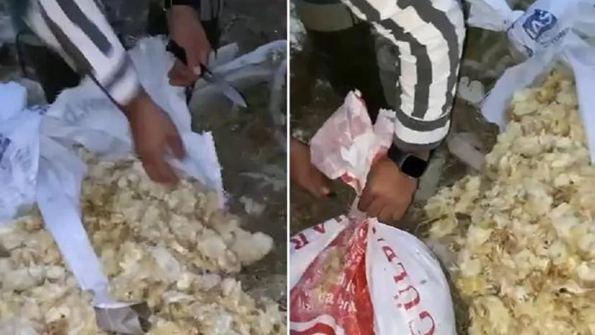 Amasya'da 600 civciv çuvalda ölü bulundu