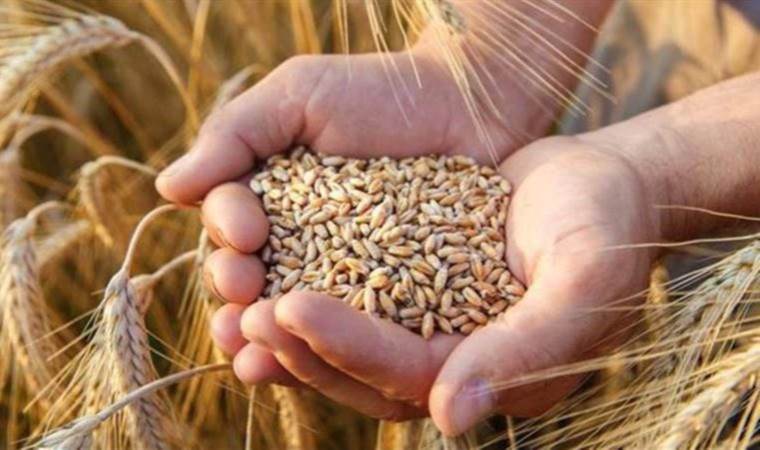 TMO'dan 7 bin 500 ton hububat çalındı