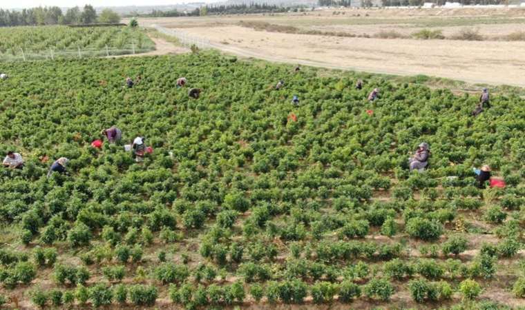 Deprem kentinde en acı hasat başladı