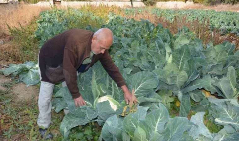Deneme amaçlı dikti şimdi siparişlere yetişemiyor!