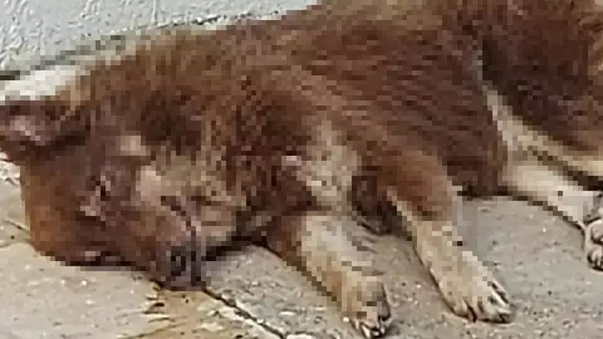 Bodrum'da 3 köpek zehirlenerek öldürüldü