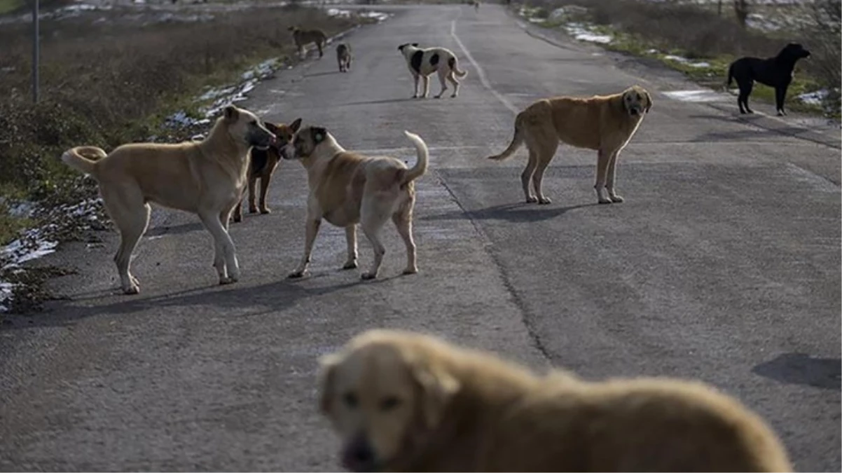 Başıboş köpekler için 3 bakanlık harekete geçti