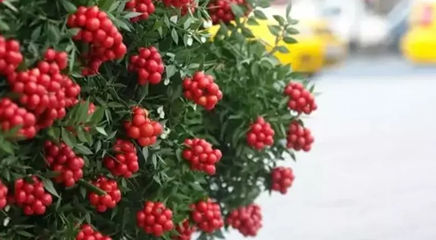 Kokina çiçeğine ilgi büyük!