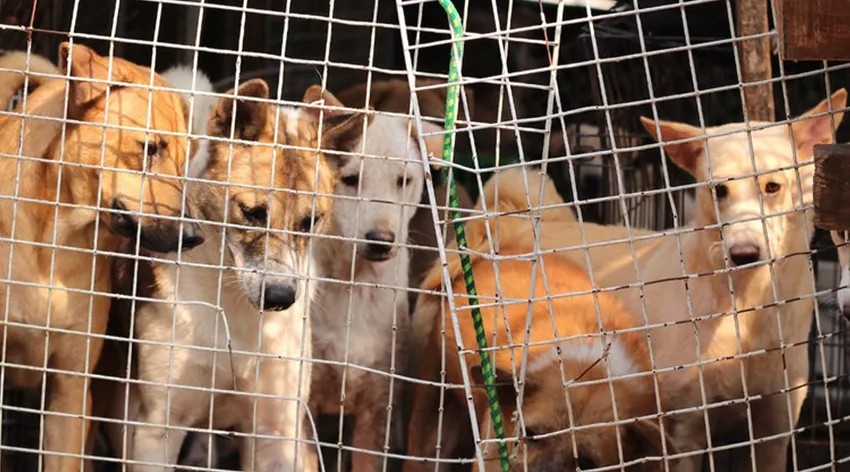 Güney Kore'de köpek eti ticareti kararı!