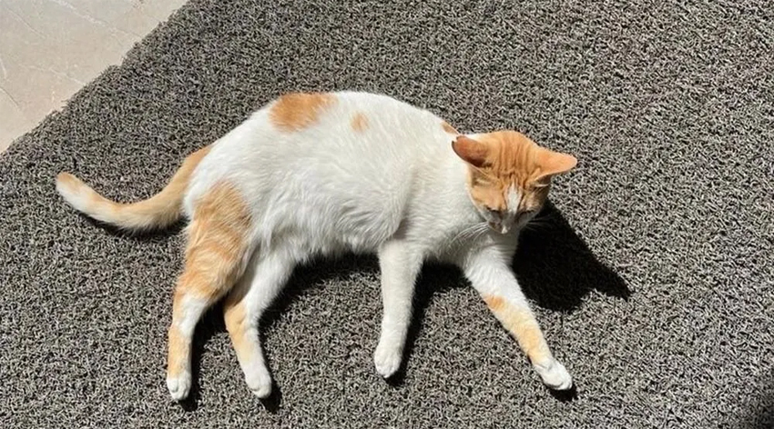 Kedi Eros'tan sonra "Faruk" mu?