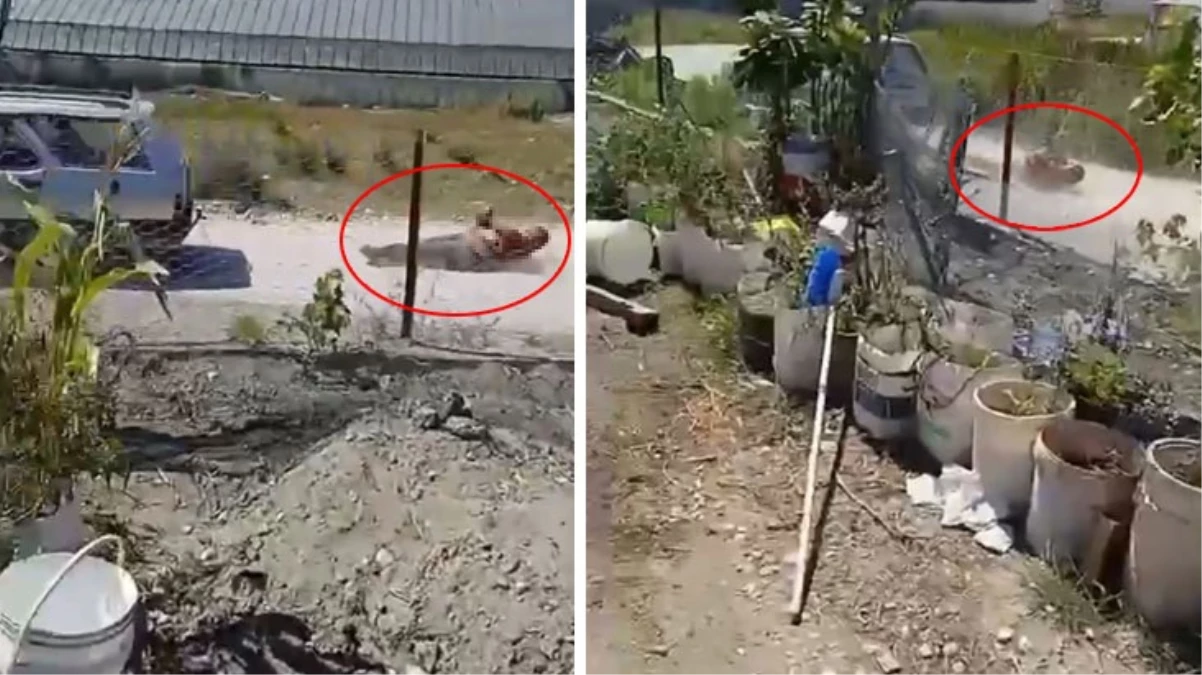 Dehşete düşüren görüntü Türkiye'den!