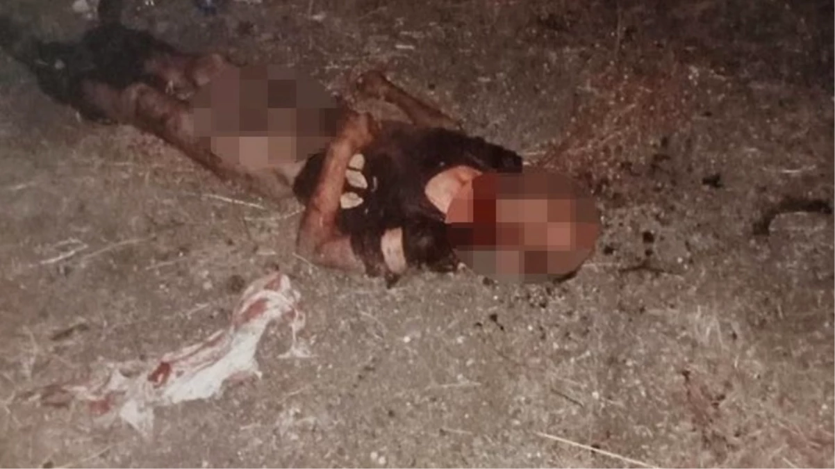 Ayhan Özçelik'i sokak köpekleri parçaladı
