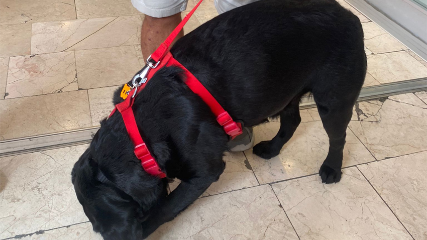 İstanbul'da bir AVM'de evcil köpek krizi
