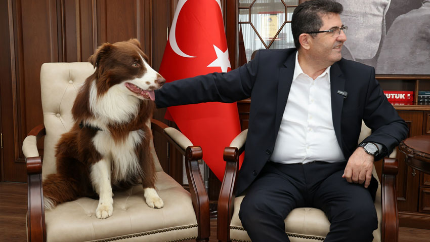 Çekmeköy Belediyesi'nden sokak hayvanları için önemli adım