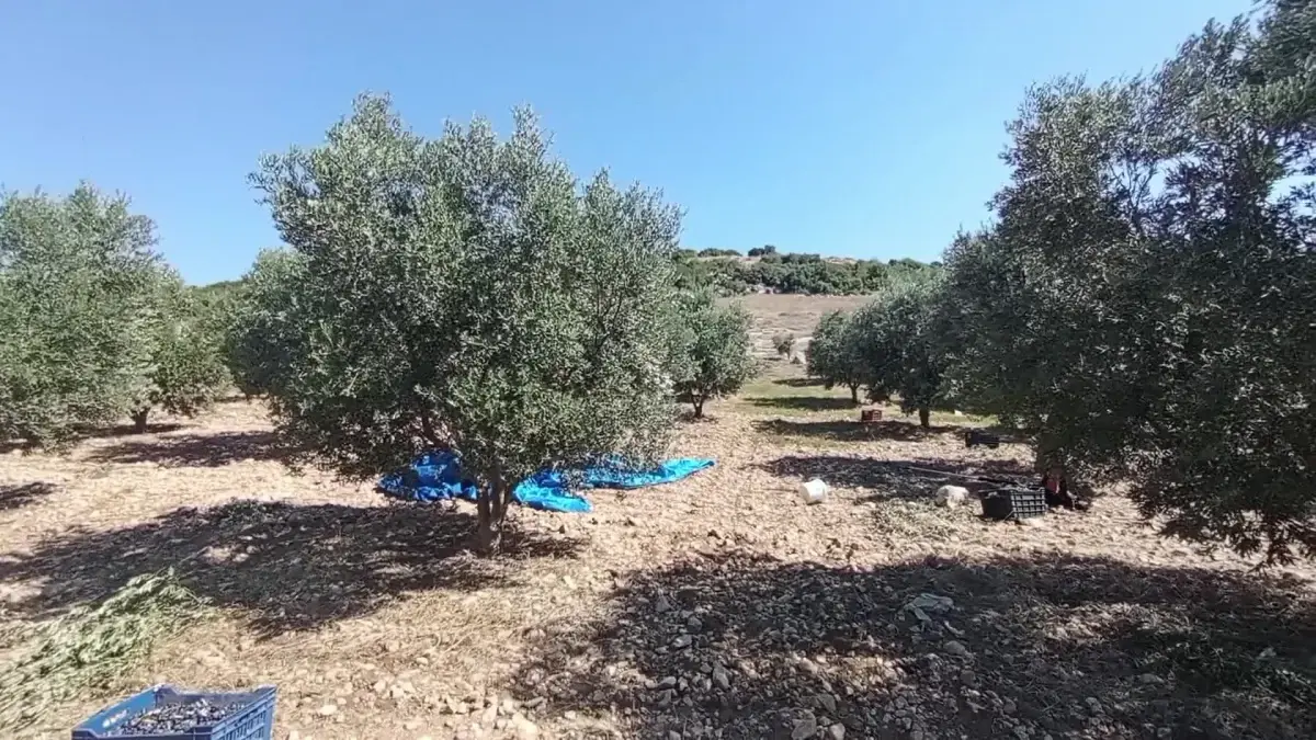 Fiyatlar tarlada düşüyor marketlerde yükseliyor