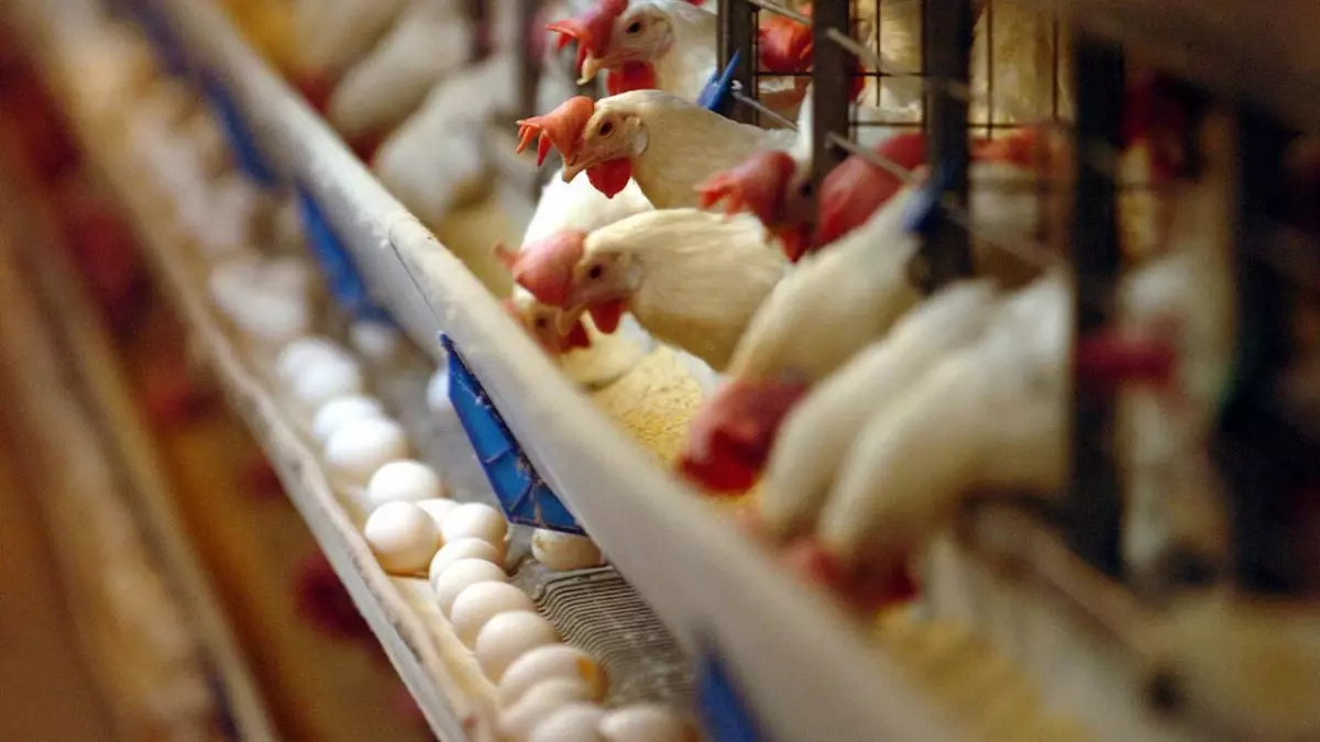 Türkiye'de kuş gribi vakaları yayılıyor