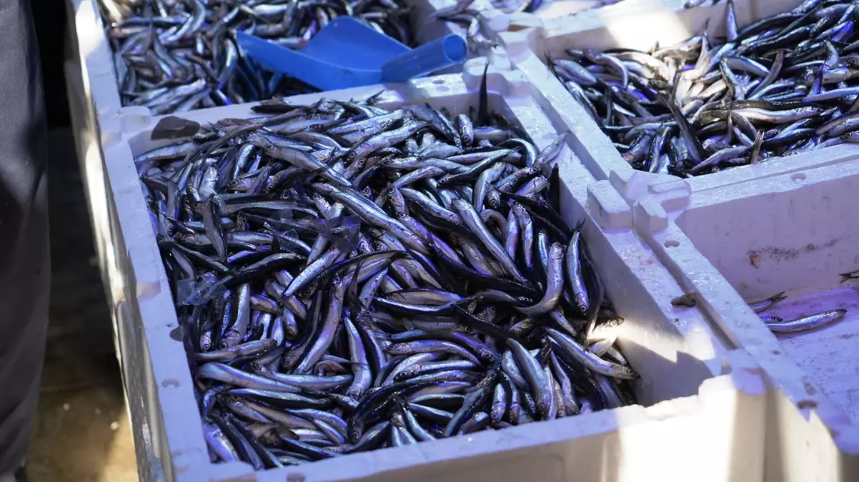 Hamsinin kilosu 100 TL'den kapış kapış gidiyor