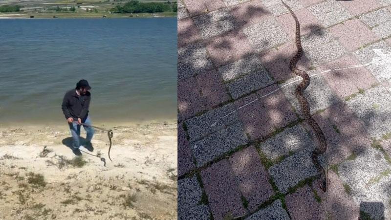 İstanbul'da havalar ısındı, yılanlar ortaya çıktı